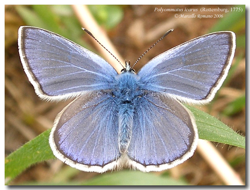 La primavera si tinge d''azzurro